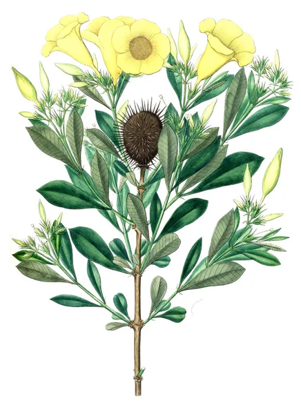 Bitki çizimi. Eski resim