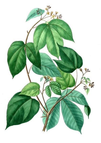 Bitki çizimi. Eski resim