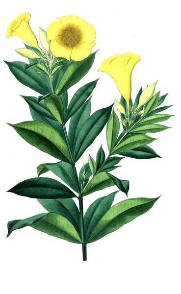 Bitki çizimi. Eski resim