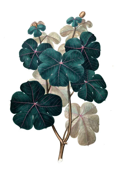 Bitki çizimi. Eski resim