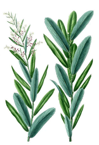 Bitki çizimi. Eski resim