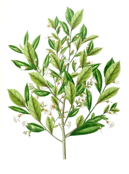 Bitki çizimi. Eski resim