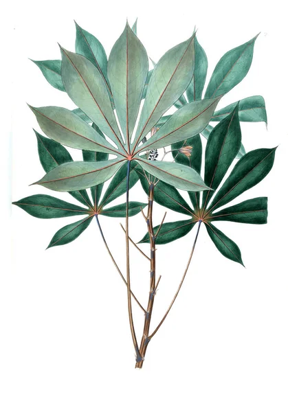 Illustration Plant Old Picture — Stock Photo, Image