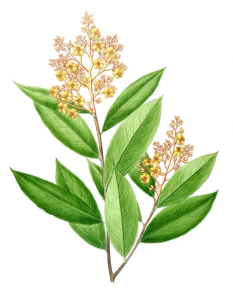 Bitki çizimi. Eski resim