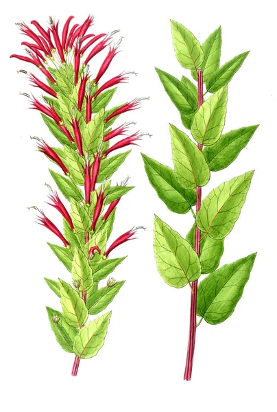 Bitki çizimi. Eski resim