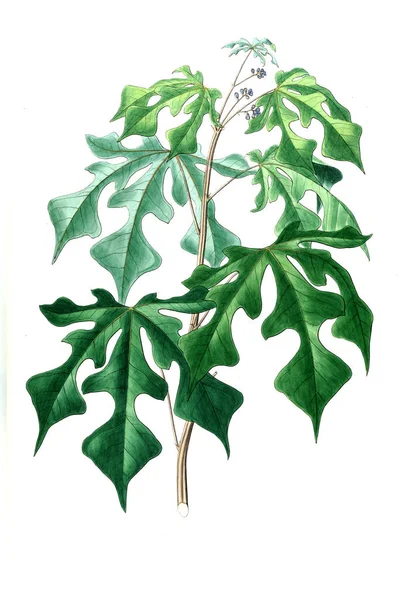 Illustration Plant Old Picture — Stock Photo, Image