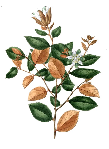 Illustration Plant Old Picture — Stock Photo, Image