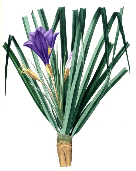 Bitki çizimi. Eski resim