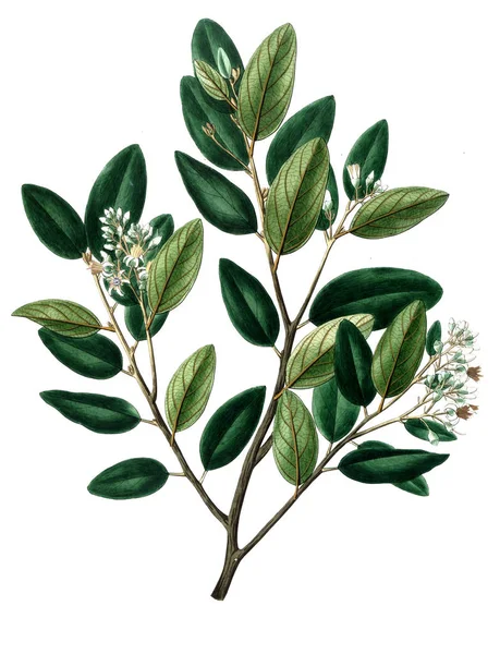 Bitki çizimi. Eski resim