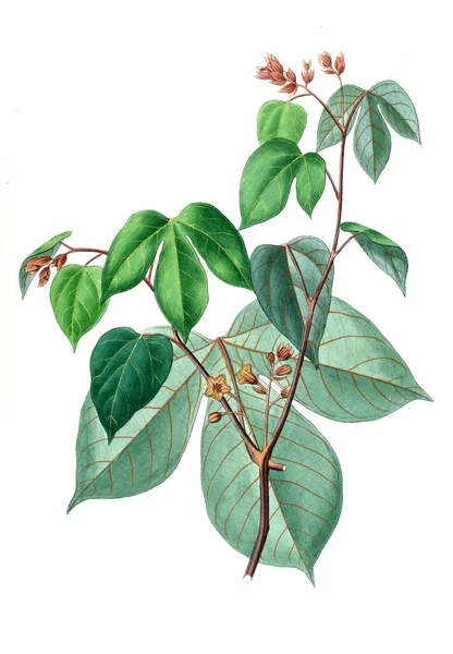 Bitki çizimi. Eski resim