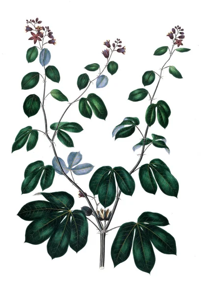 Bitki çizimi. Eski resim