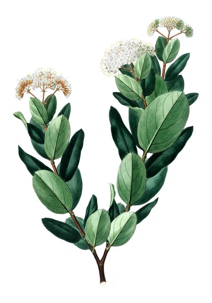 Bitki çizimi. Eski resim