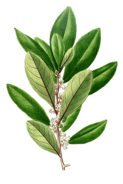 Bitki çizimi. Eski resim