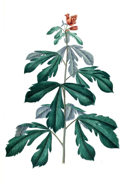 Bitki çizimi. Eski resim