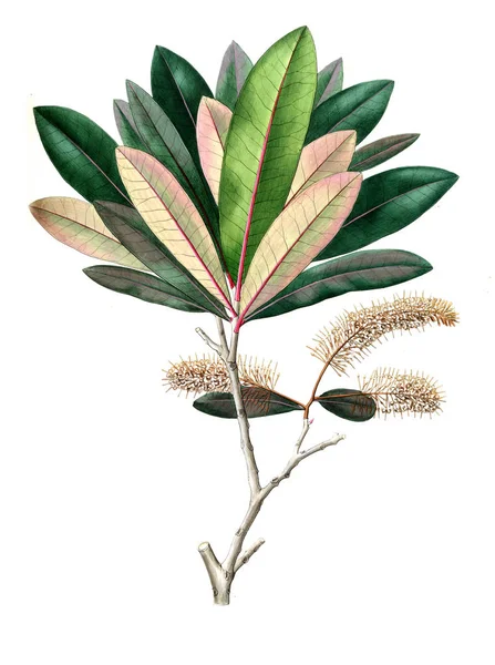 Bitki çizimi. Eski resim