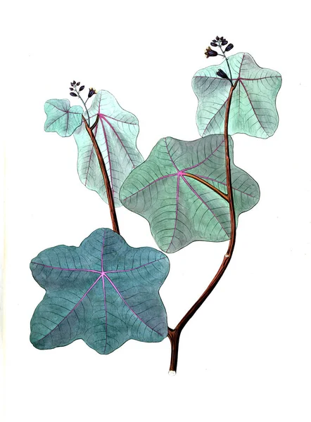 Illustration Plante Ancienne Image — Photo