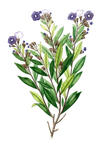 Bitki çizimi. Eski resim