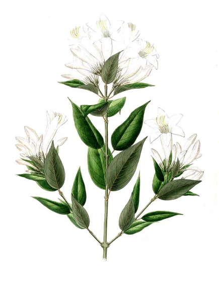 Bitki çizimi. Eski resim