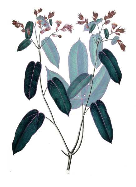 Illustration Plante Ancienne Image — Photo