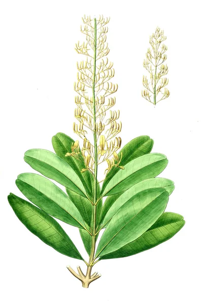 Bitki çizimi. Eski resim