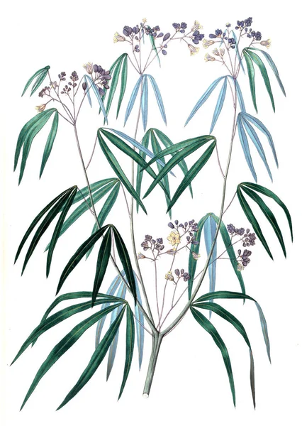 Bitki çizimi. Eski resim