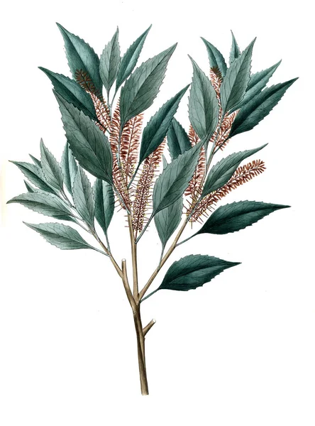 Bitki çizimi. Eski resim