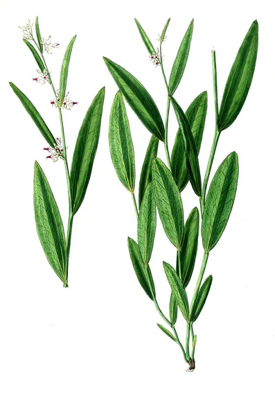 Bitki çizimi. Eski resim