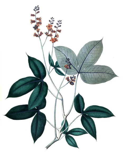 Bitki çizimi. Eski resim