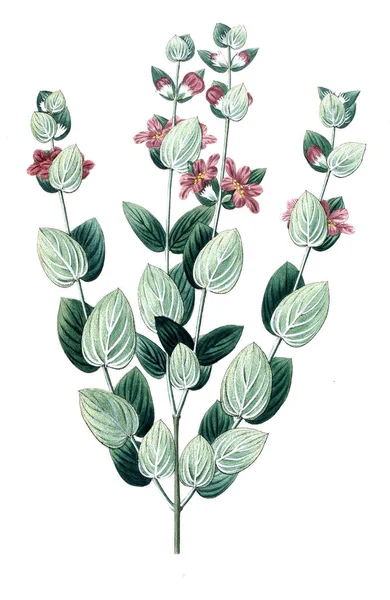 Bitki çizimi. Eski resim