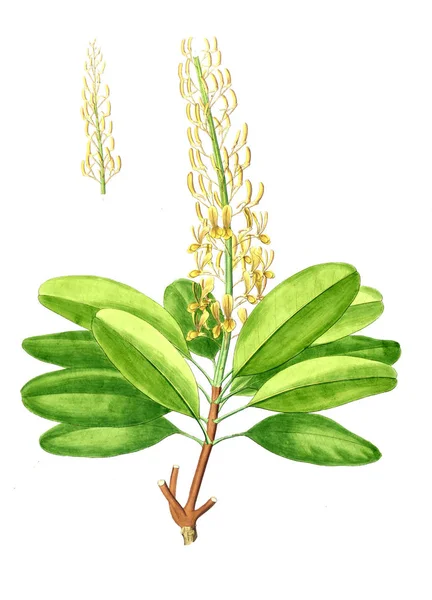 Bitki çizimi. Eski resim