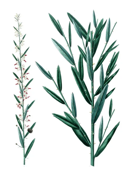 Bitki çizimi. Eski resim