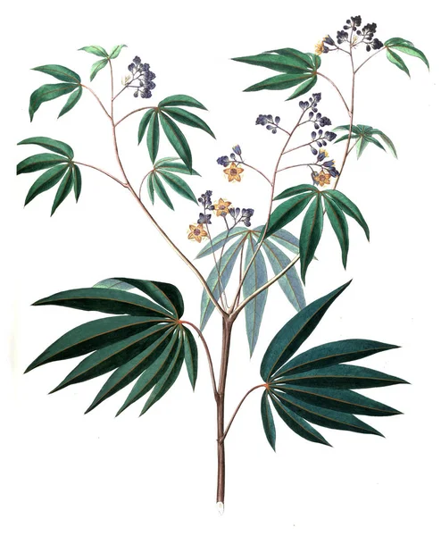 Bitki çizimi. Eski resim