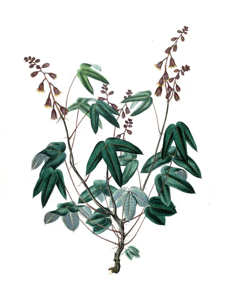 Bitki çizimi. Eski resim