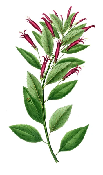 Bitki çizimi. Eski resim