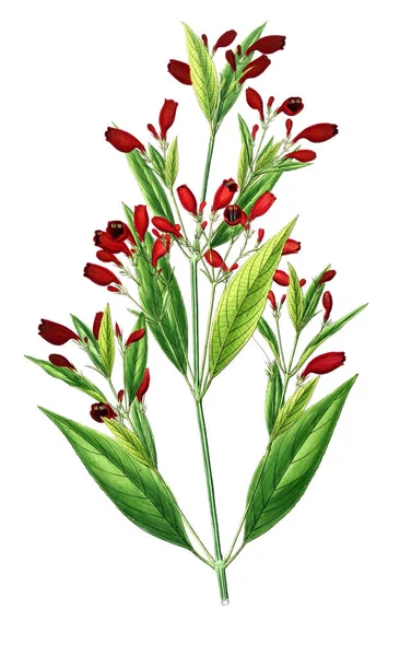 Bitki çizimi. Eski resim