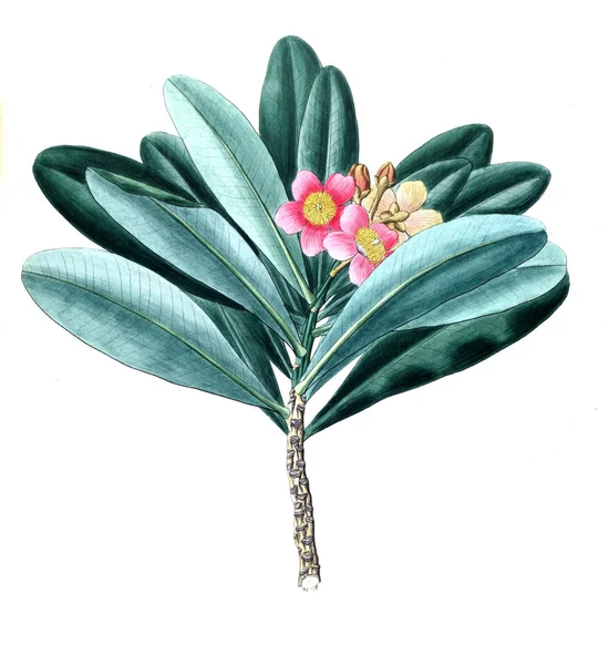 Иллюстрация Растения Старая Картина — стоковое фото