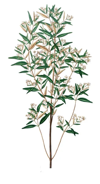 Bitki çizimi. Eski resim