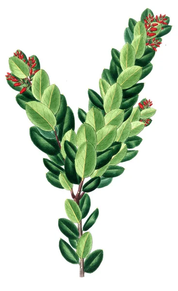 Bitki çizimi. Eski resim