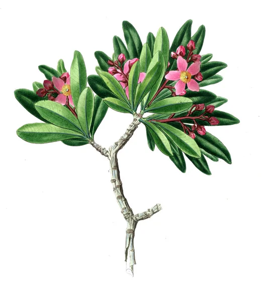 Bitki çizimi. Eski resim