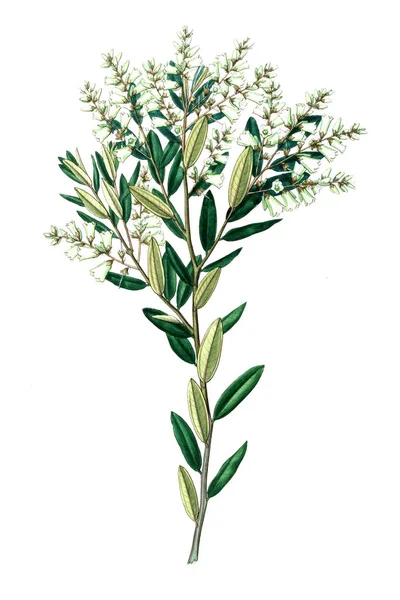 Bitki çizimi. Eski resim