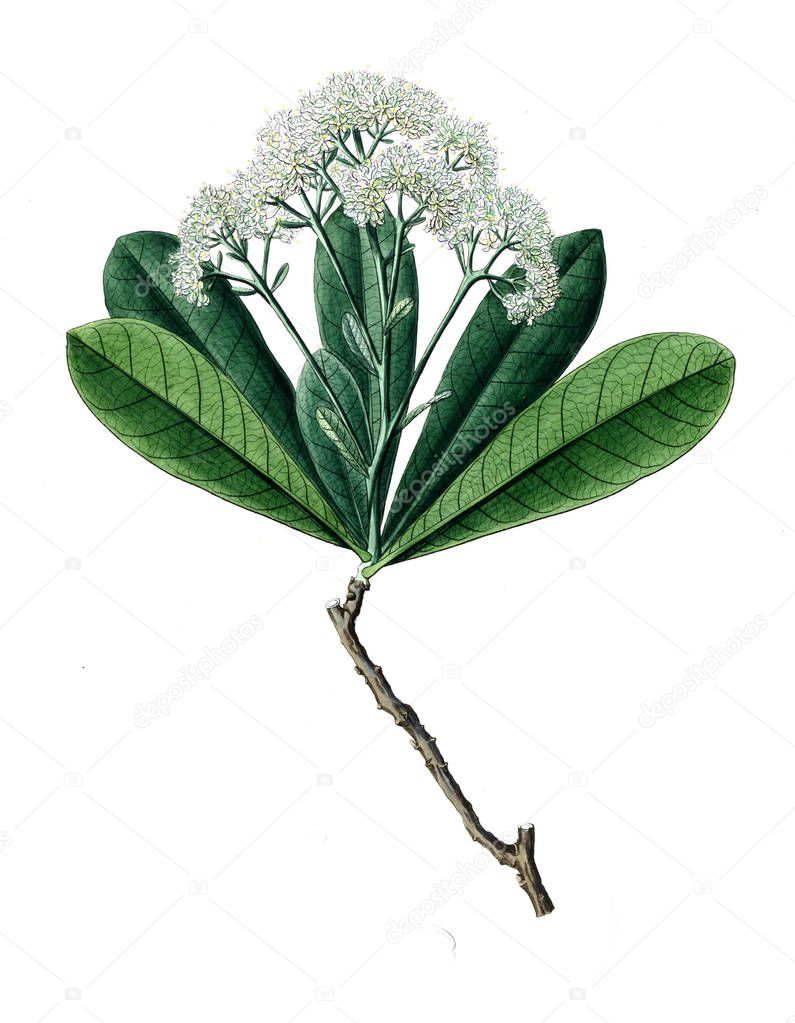 Illustration of plant. Old picture