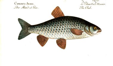Balık Illustration. Eski resim