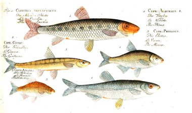 Balık Illustration. Eski resim
