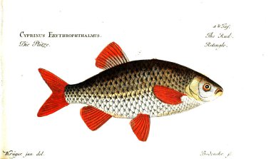 Balık Illustration. Eski resim