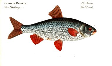 Balık Illustration. Eski resim