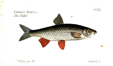 Balık Illustration. Eski resim