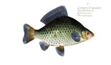Balık Illustration. Eski resim