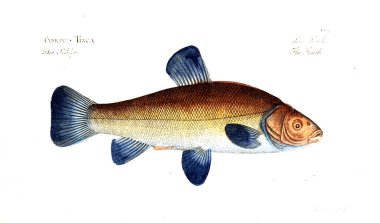 Balık Illustration. Eski resim