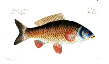 Balık Illustration. Eski resim