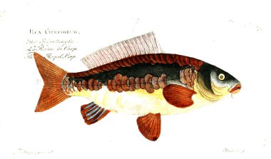 Balık Illustration. Eski resim